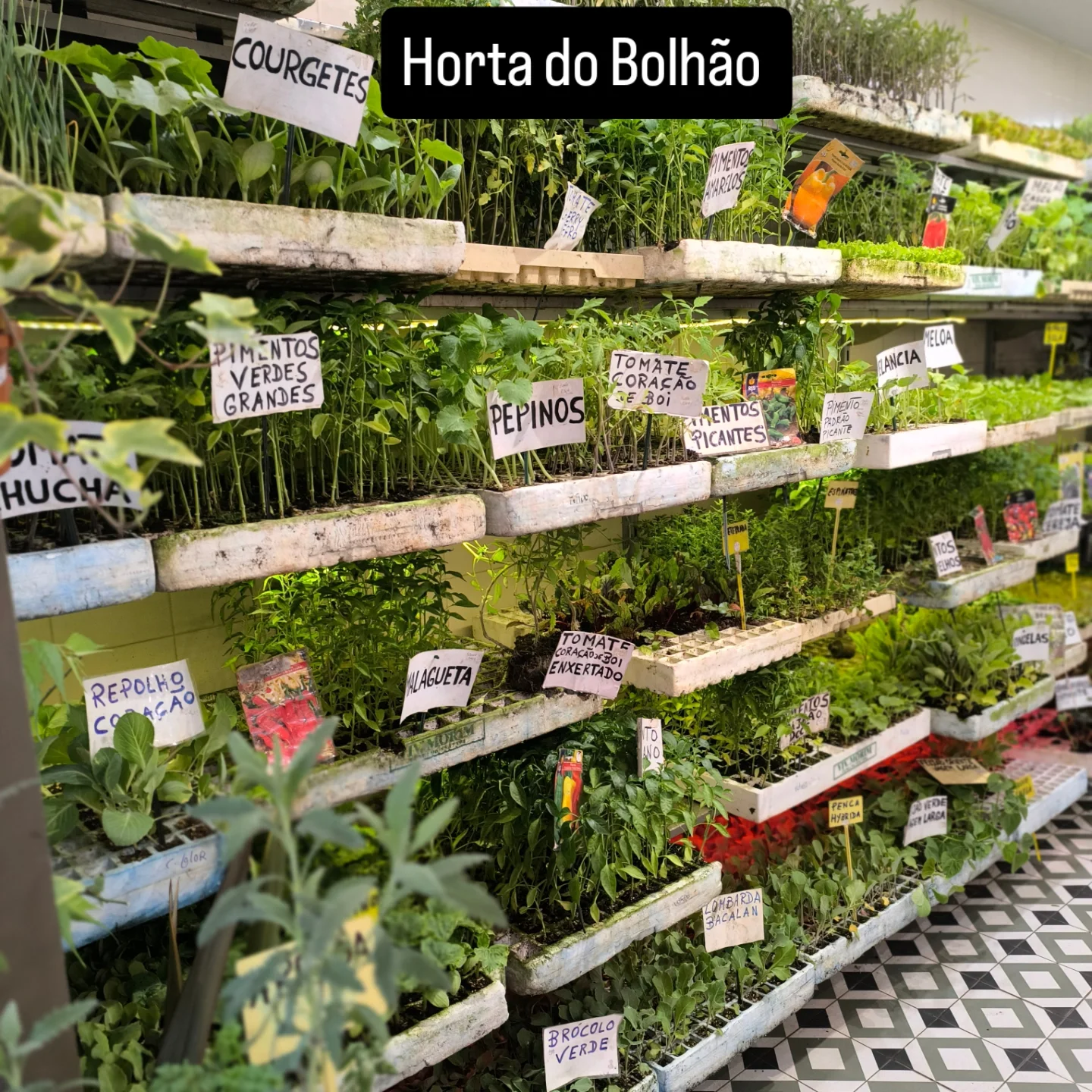 Mudas de Hortícolas e Aromáticas (Tabuleiros de Alvéolos)