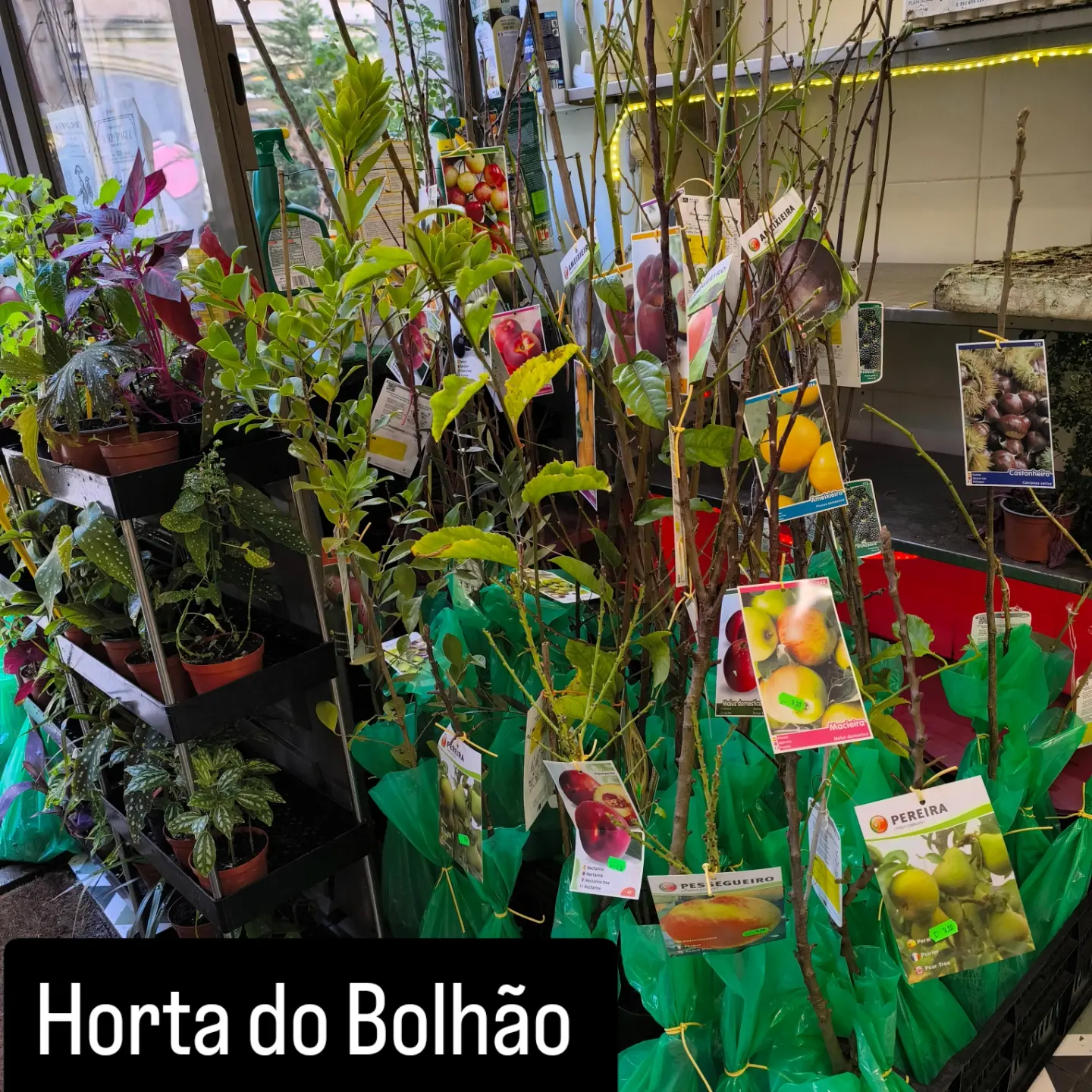 Árvores de fruto variados 